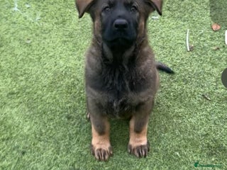 German Shepherd dogs 3 beautiful German shepherd puppies kc reg working - Advert 12