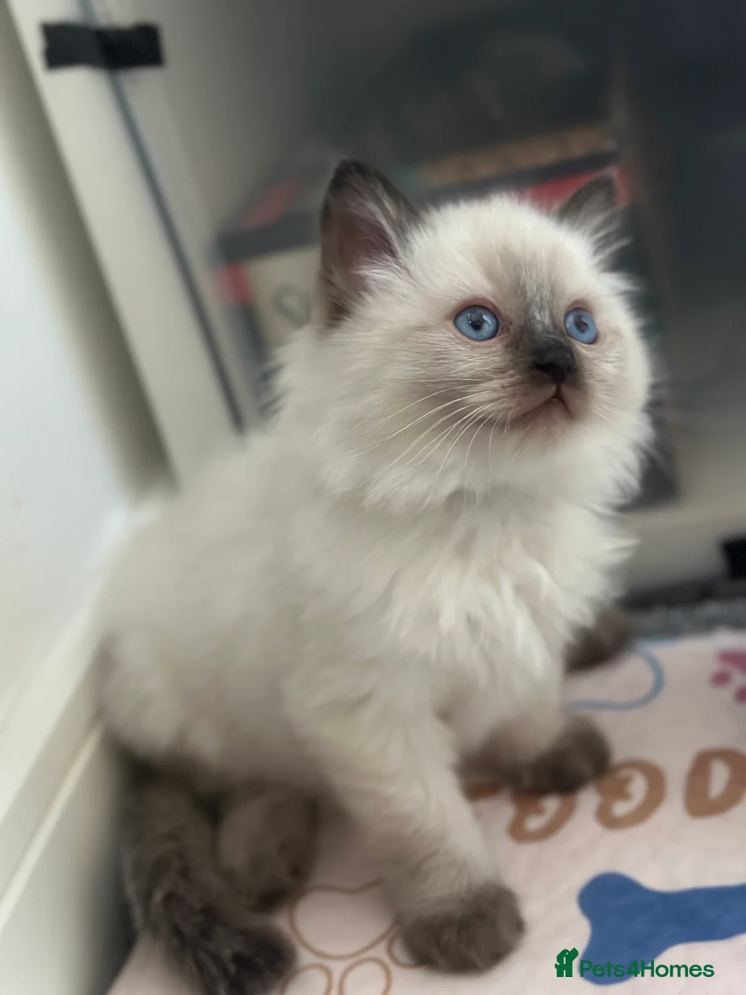 Ragdoll cats for stud: DNA TESTED🧬 Blue Point, Choc Carrier Ragdoll STUD - Advert 32