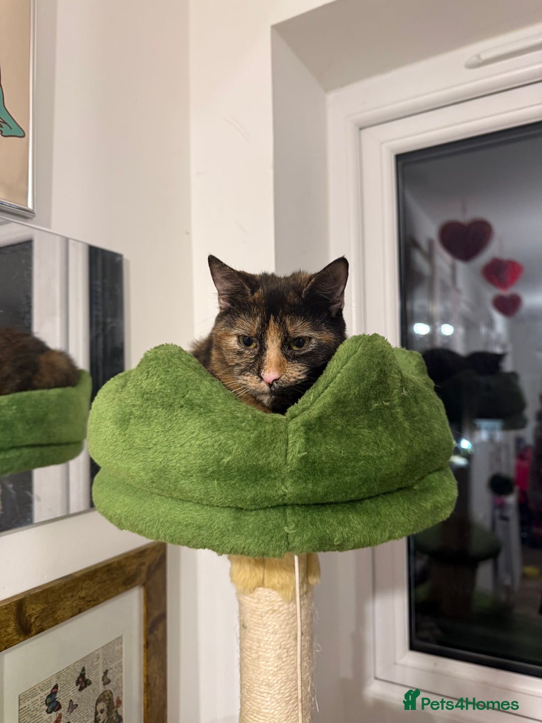 Mixed Breed cats for sale: meet Wotsit and Marmite - Advert 4