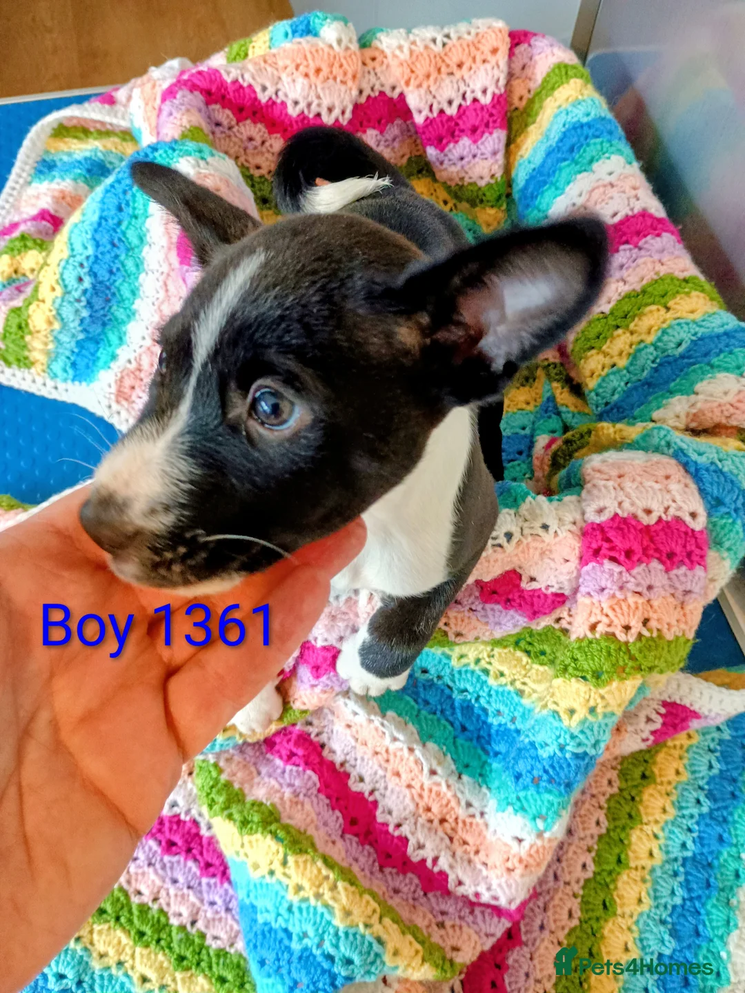 Basenji dogs for sale: Top quality lines pedigree Basenji pups.Ready now. - Advert 18
