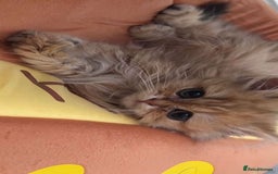 British Longhair cats for sale: British Longhair - Image 2