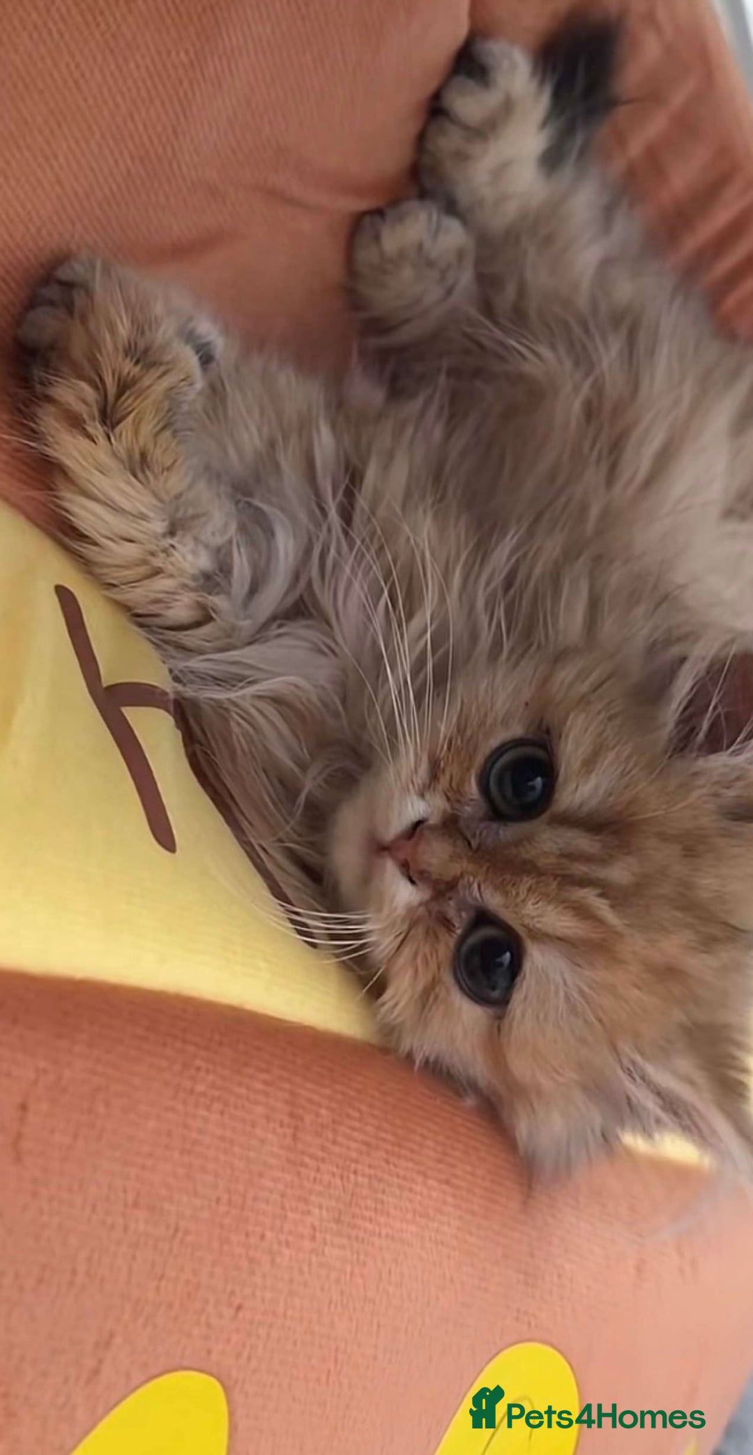 British Longhair cats for sale: British Longhair - Image 2