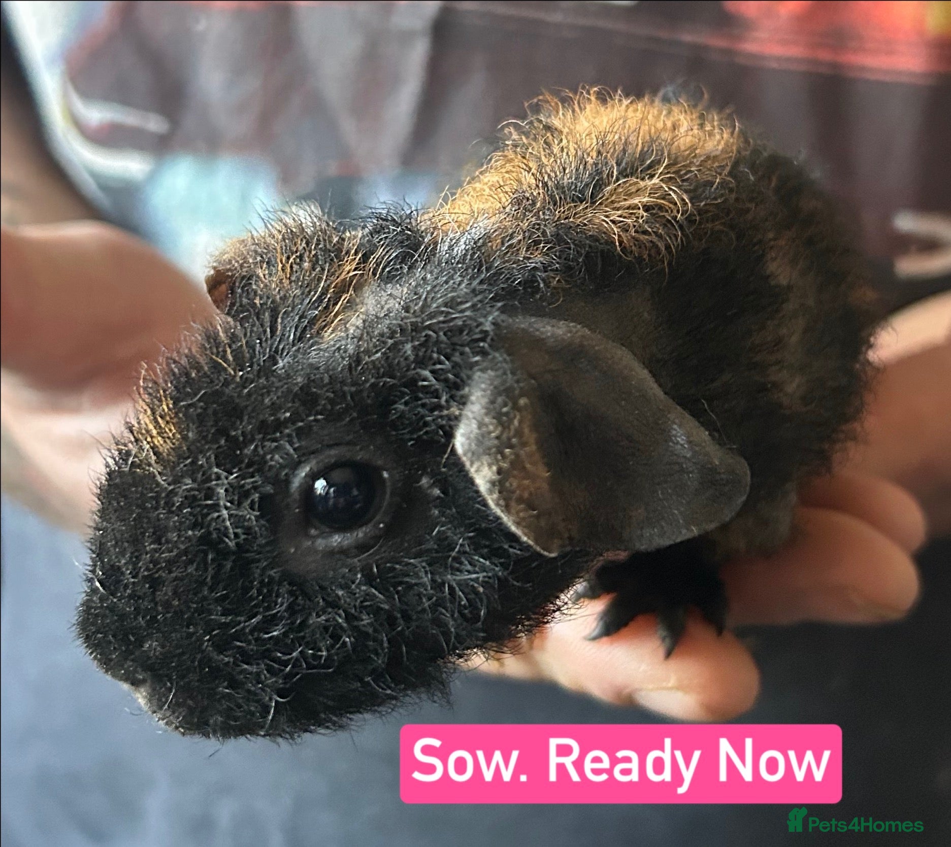 Guinea Pig rodents for sale: Skinny/Guinea Pigs Sows & Boars - Advert 1