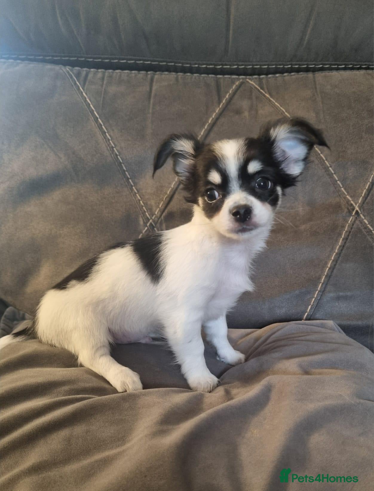Chihuahua dogs Ready now Longhaired chihuahua puppies  - Advert 2
