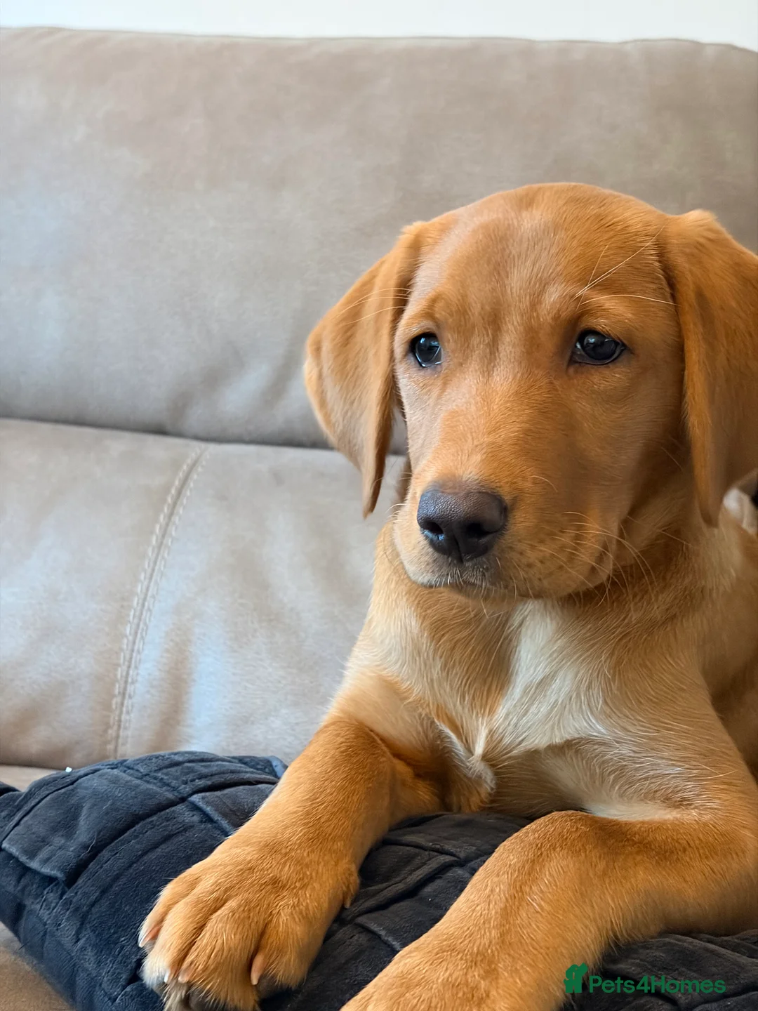 Labrador Retriever dogs for sale: Labrador Retriever Female Puppy - Advert 5