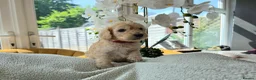 Cockapoo dogs for sale: 4 x F2 cockapoos - Advert 3