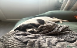 Cockapoo dogs for sale: UNIQUE SABLE BOY READY TO GO ✨ - Image 36