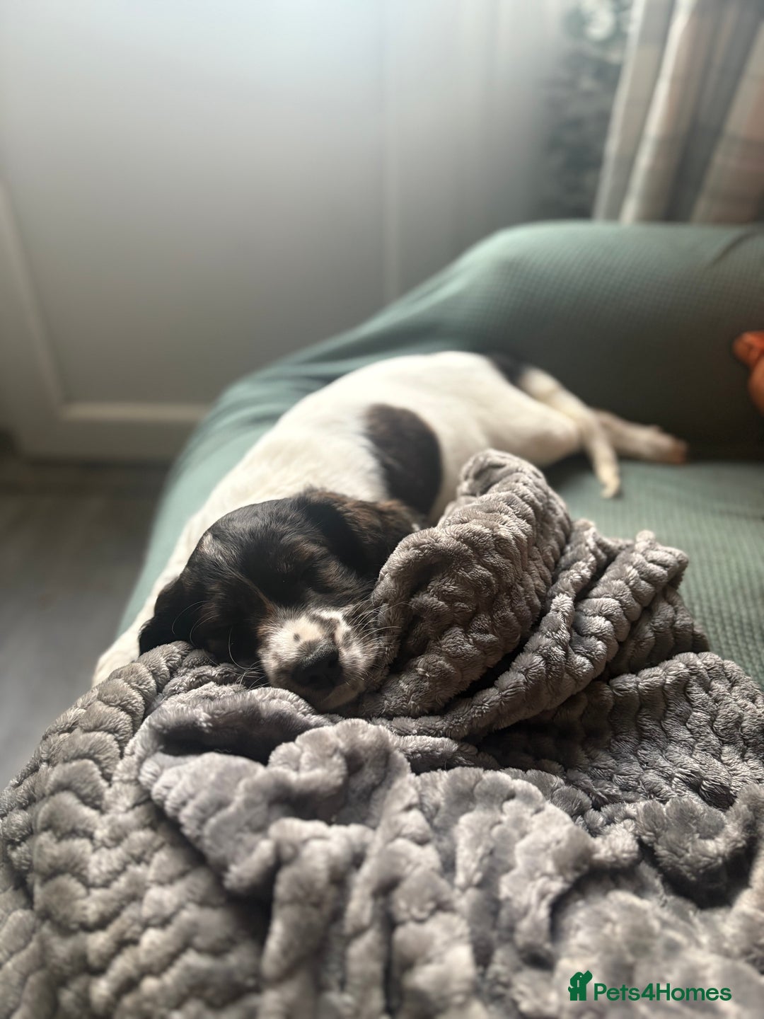 Cockapoo dogs for sale: UNIQUE SABLE BOY READY TO GO ✨ - Image 36