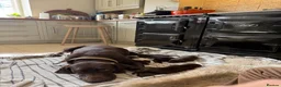 German Shorthaired Pointer dogs for sale: Litter of nine family raised GSPs  - Advert 13