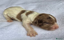 Sprocker dogs for sale: Merle, Chocolate & white spaniels  - Image 5