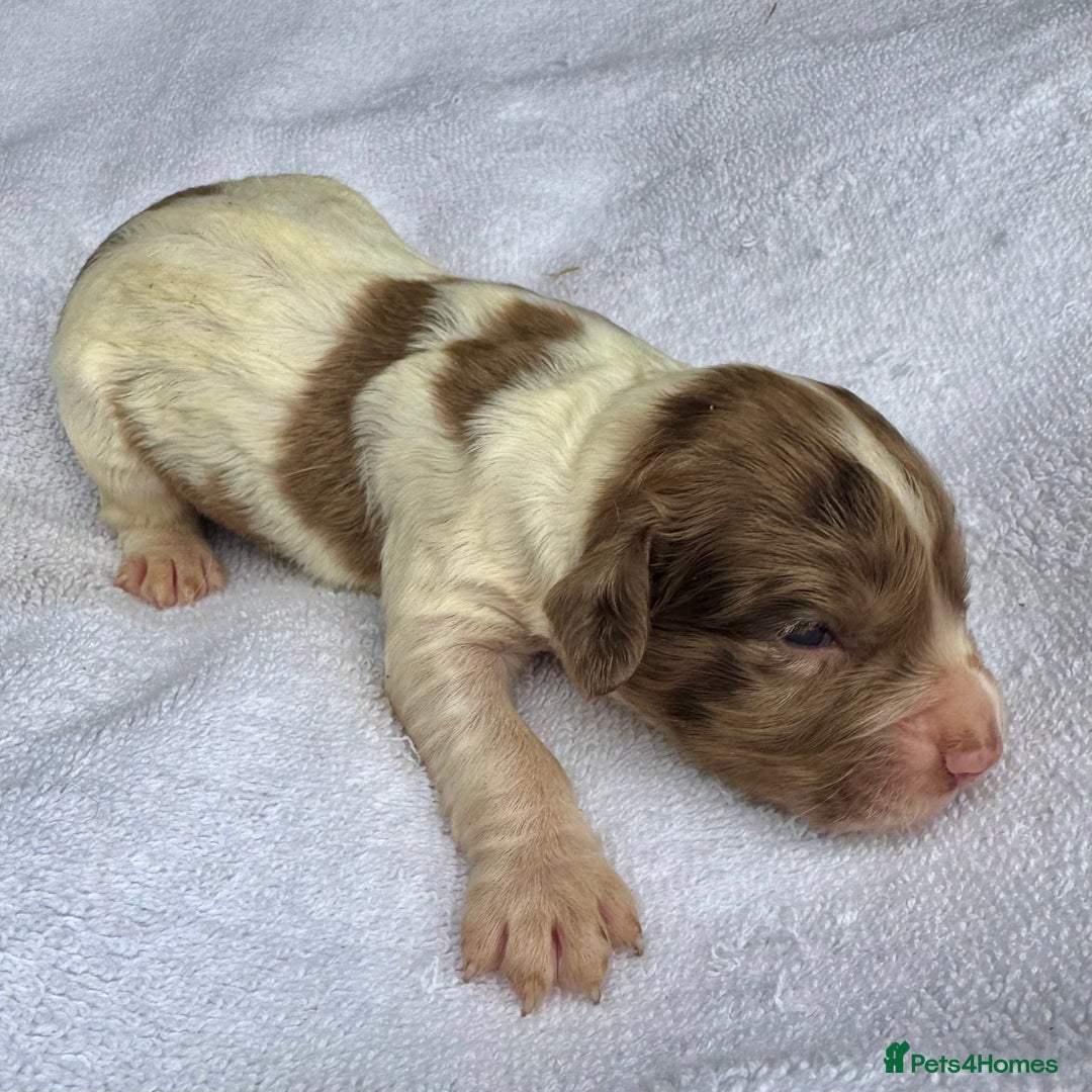 Sprocker dogs for sale: Merle, Chocolate & white spaniels  - Image 5