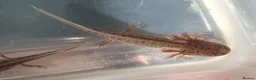 Axolotl reptiles for sale: Baby axolotls  - Advert 3