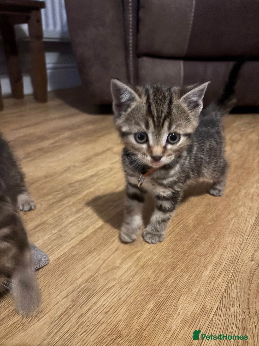 Scottish Fold cats for sale: Scottish straight cross  - Image 3