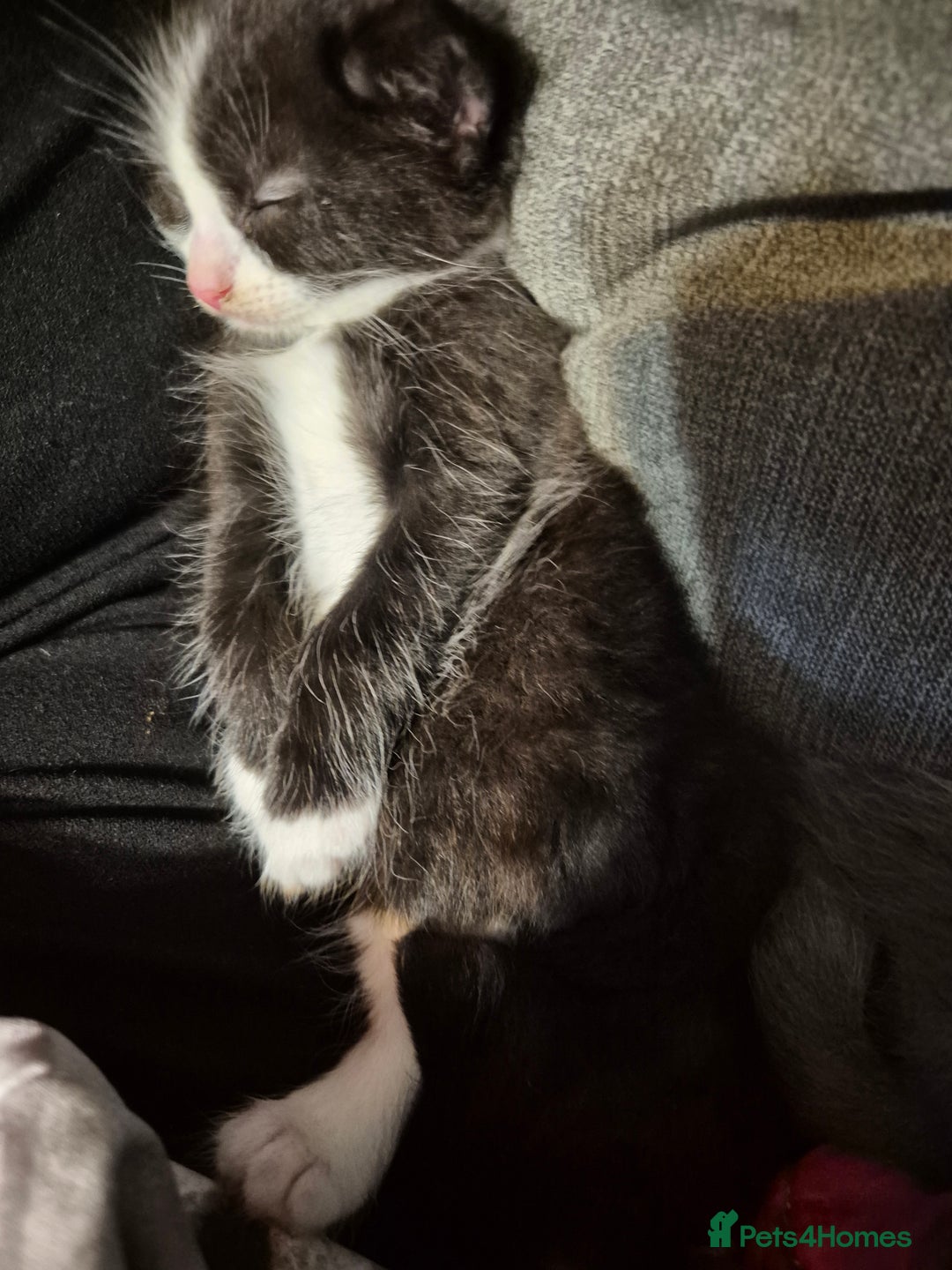 Mixed Breed cats for sale: Kittens for sale - Advert 6