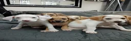 Mixed Breed dogs for sale: Beagle x staffy puppies 8 weeks in Rowley Regis - Advert 3