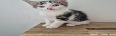 Nelly