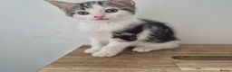 Mixed Breed cats for sale: *two left* Amazing family raised kitten - Advert 6
