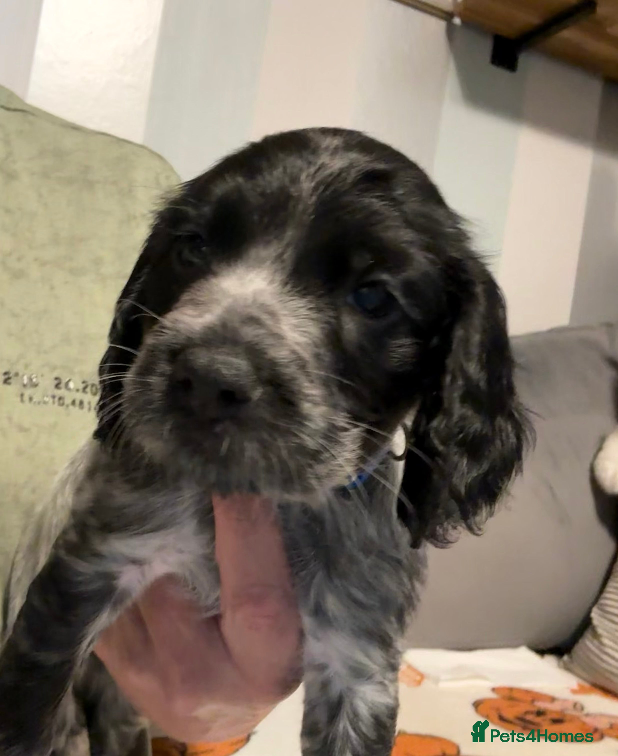 Cocker Spaniel dogs Last remaining Male KC Registered Working Cockers - Advert 2