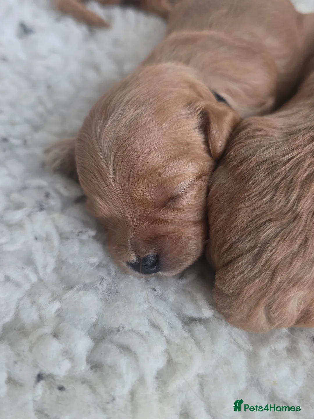 Cavapoo dogs for sale: F1B Toy Cavapoo Puppies - Advert 18