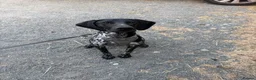 German Shorthaired Pointer dogs for sale: German Shorthaired Pointer – 10 Months Old in Derby - Advert 4