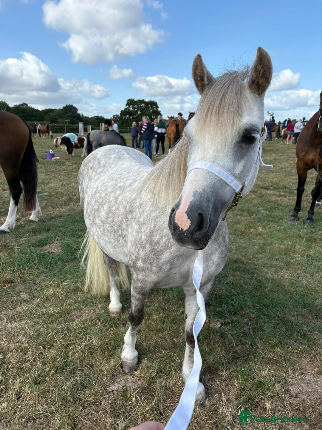 Welsh Section A horses for sale: Rising 6yo dapple grey Welsh A mare  in Hereford - Advert 5