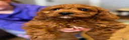 Cavapoo dogs for sale: Extensively health tested F1 Toy Cavapoo Puppies - Advert 27