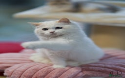 Ragdoll cats for sale: Rare colour GCCF kittens from Champion lines - Image 5