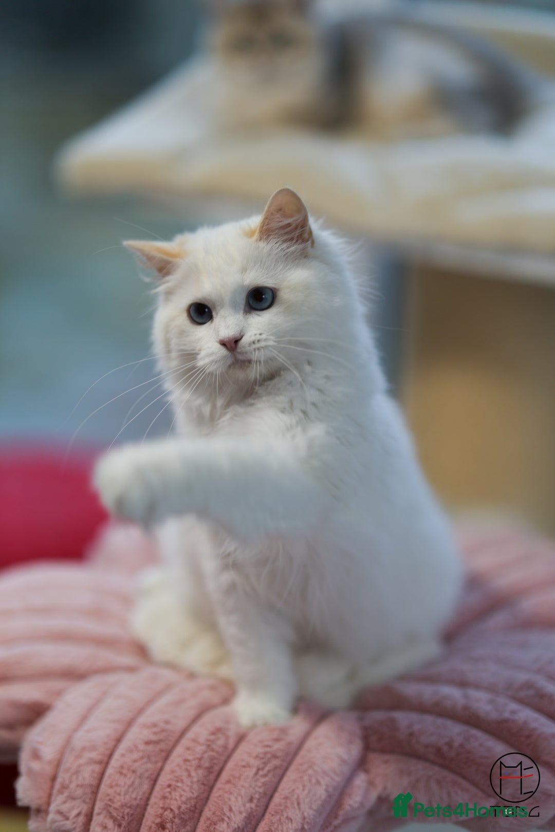 Ragdoll cats for sale: Rare colour GCCF kittens from Champion lines - Image 5