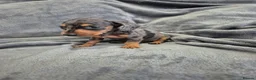 Miniature Dachshund dogs for sale: Dachsund puppies ready end of oct  - Advert 16