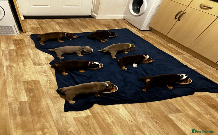 English Bulldog dogs - Advert 1