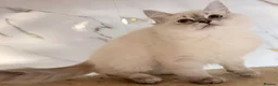 Siberian cats for sale: NEW LITTERS imported lines Siberian kittens - Advert 3