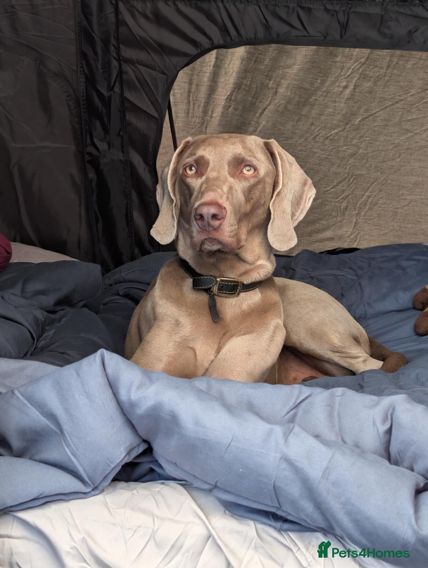 Weimaraner dogs Looking for a forever home - Advert 1