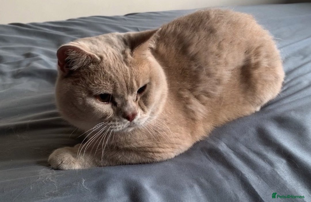 British Shorthair cats for sale: Gorgeous, Playful, Friendly Cream BSH Girl Kittens - Advert 3