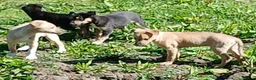 Lurcher dogs for sale: Quality Lurcher pups  in Cwmbran - Advert 16