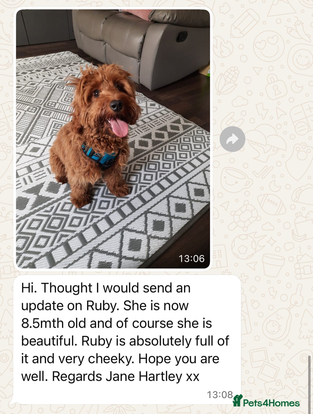 Cavapoo dogs for sale: Top Class Extensively tested Toy Cavapoo pups - Advert 22