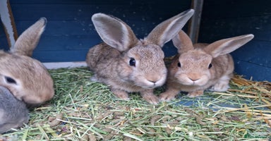Mixed Breed rabbits - Advert 8