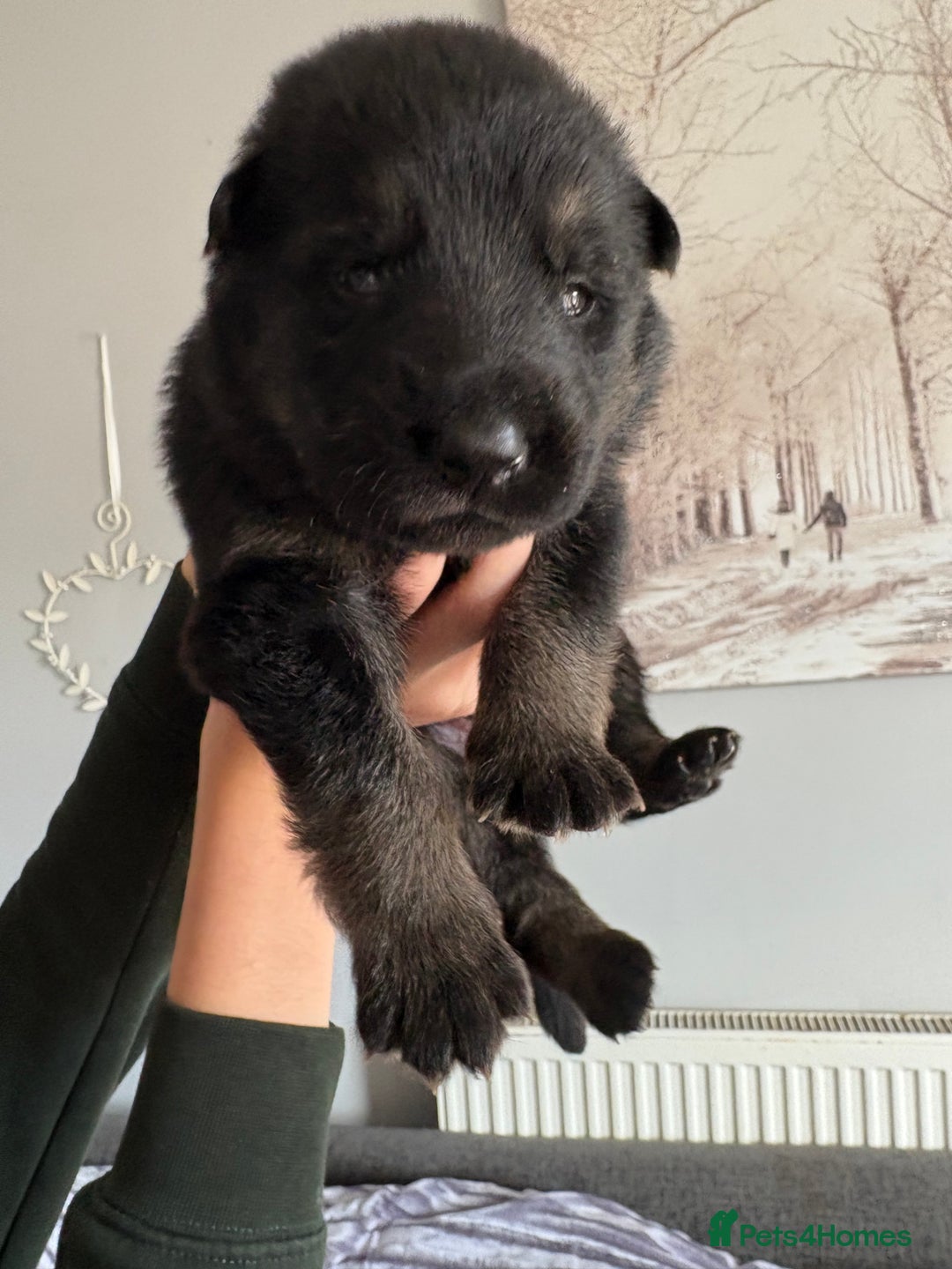 German Shepherd dogs for sale: German Shepherd puppies  - Image 13