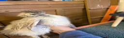 Chickens poultry for sale: Two polish fritz and two silkies for sale  in Bridgend - Advert 10
