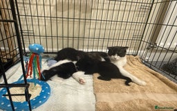 Scottish Fold cats for sale: ScottFord and British longhair  - Image 5