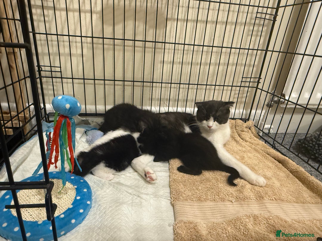 Scottish Fold cats for sale: ScottFord and British longhair  - Image 5