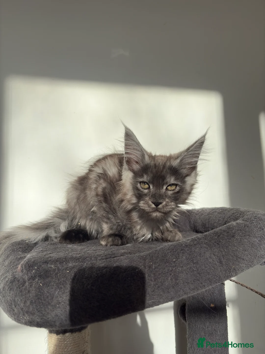 Maine Coon cats for sale: Maine Coon Kittens  - Advert 10