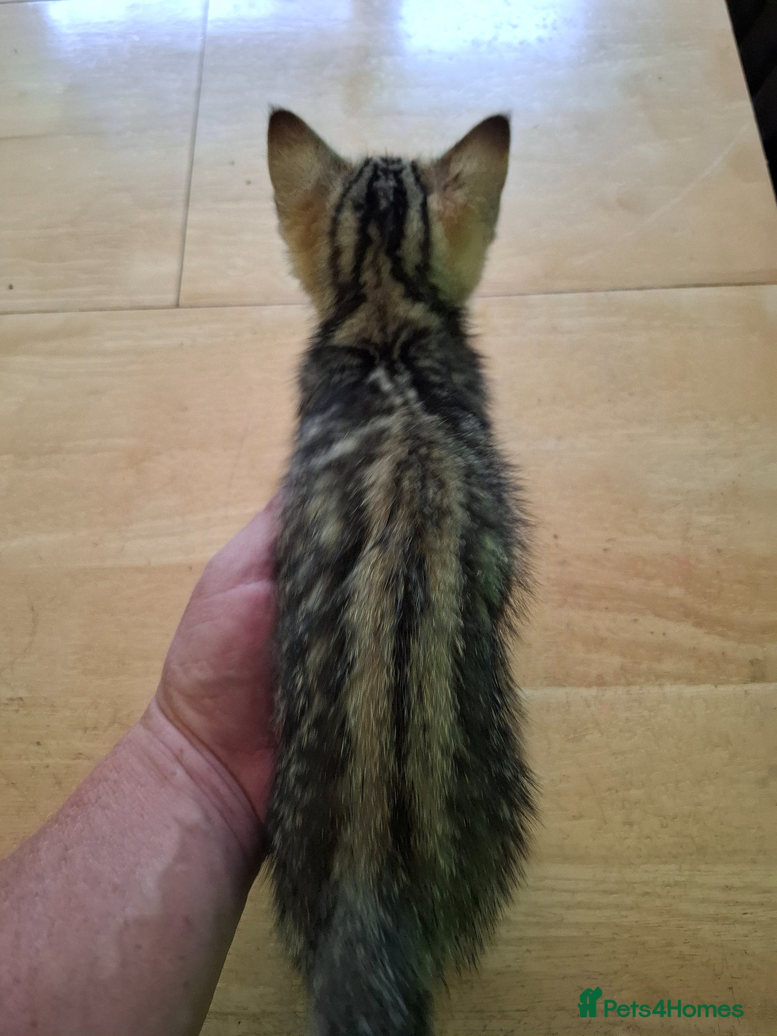 Mixed Breed cats Six 9 week old Kittens   - Advert 1