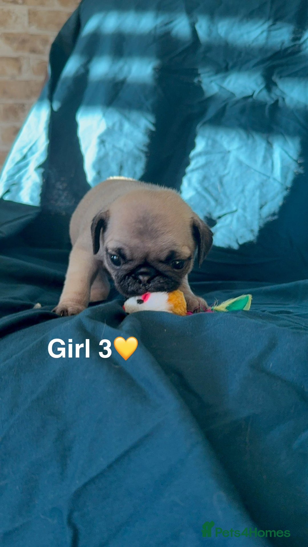 Pug dogs for sale: Stunning Fawn Pug KC Registered Litter - Image 14