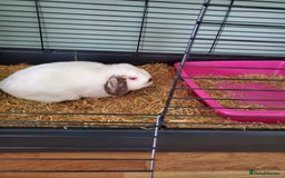 Mini Lop rabbits for sale: Male lop - Image 2