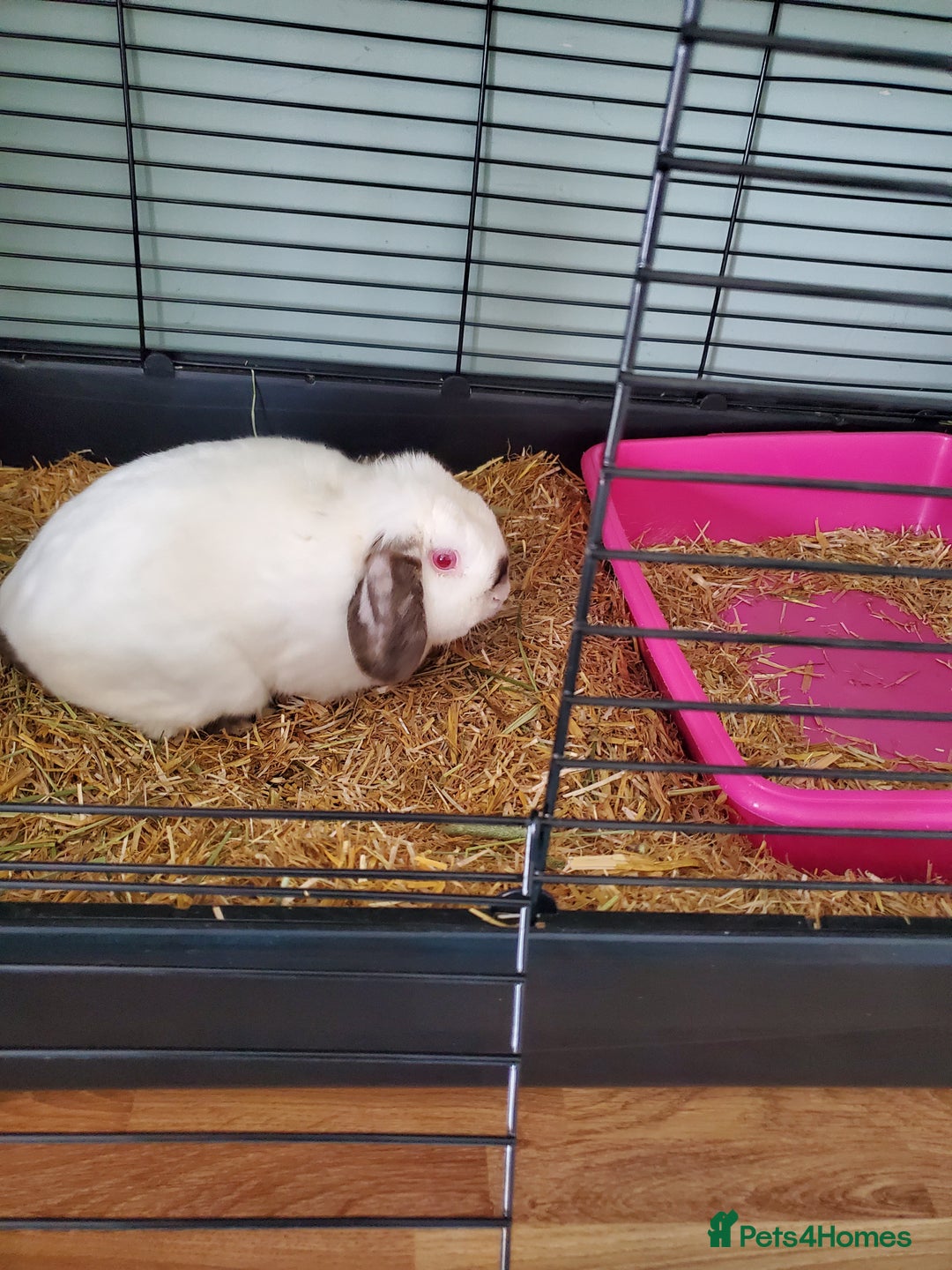 Mini Lop rabbits for sale: Male lop - Image 2
