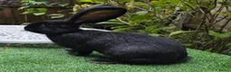 Continental Giant rabbits for sale: PURE BRED Continental Giant Baby Bucks  VACCINATED - Advert 2