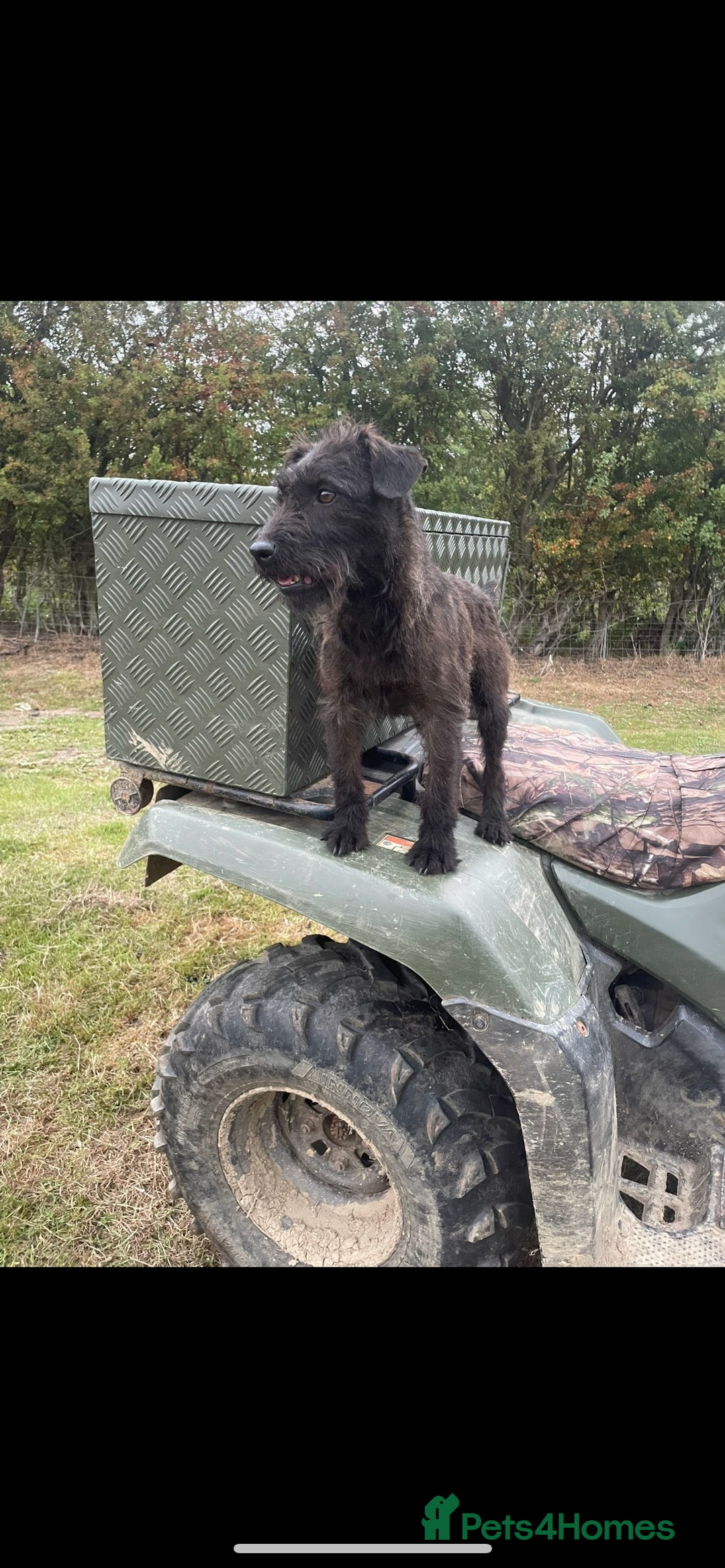 Patterdale Terrier dogs for sale: Patterdale Terriers - Advert 2