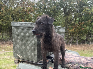 Patterdale Terrier dogs Patterdale Terriers - Advert 2