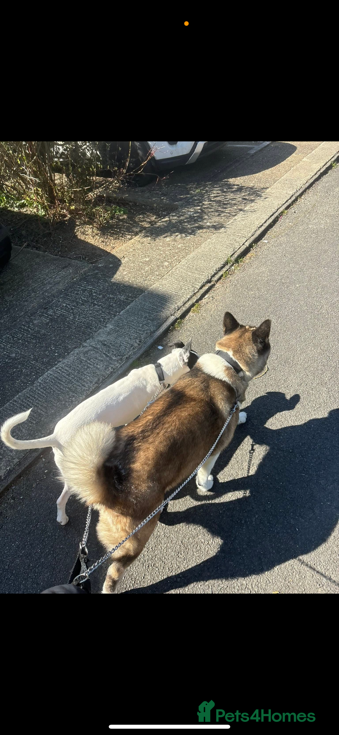 Akita dogs for sale: Lexi  - Advert 5
