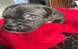 Staffordshire Bull Terrier dogs for sale: Mariusz  - Image 8